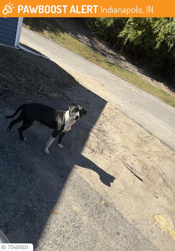 Found/Stray Male Dog last seen 38th and Kessler. The woods at oak crossing, Indianapolis, IN 46222