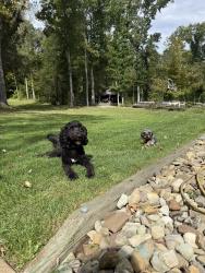 Lost Female Dog last seen Somerset Pike, Boswell, PA 15531