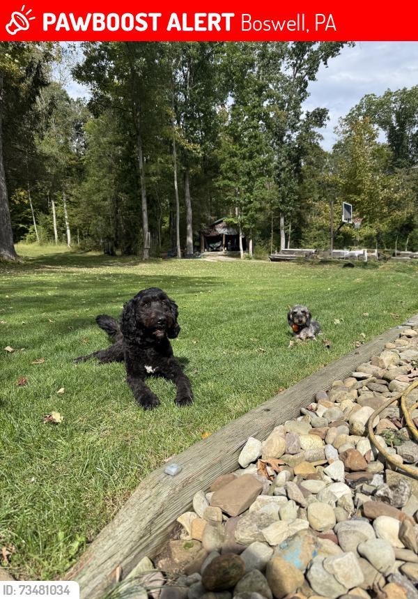 Lost Female Dog last seen Somerset Pike, Boswell, PA 15531