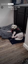 Lost Male Dog last seen 51st and Cameron rd, Austin, TX 78723
