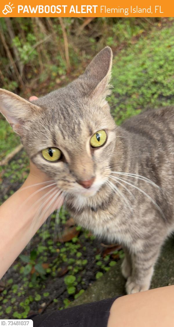Found/Stray Unknown Cat last seen By Closing Bear and La Petite in Fleming, Fleming Island, FL 32003