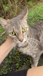 Found/Stray Unknown Cat last seen By Closing Bear and La Petite in Fleming, Fleming Island, FL 32003