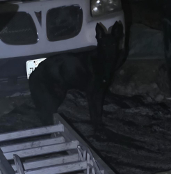 Found/Stray Male Dog last seen Oak park market, Sacramento, CA 95817