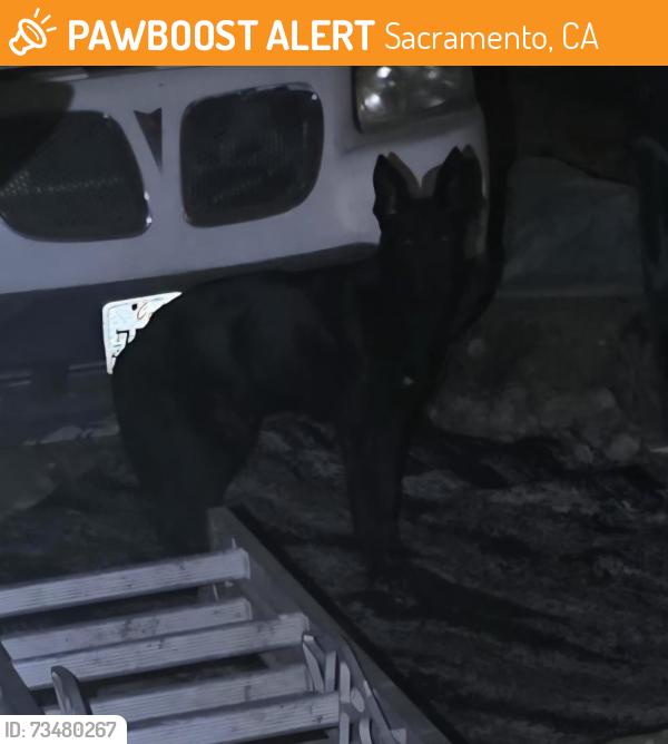Found/Stray Male Dog last seen Oak park market, Sacramento, CA 95817