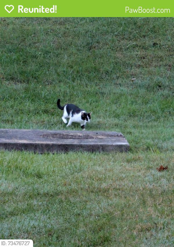 Reunited Unknown Cat last seen Wellfleet Pool, Crofton, MD 21114