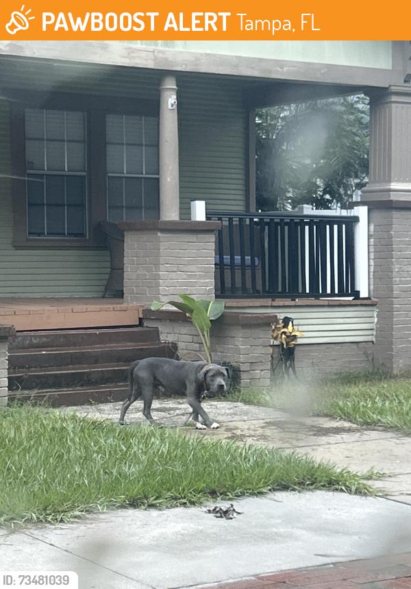 Found/Stray Male Dog last seen West Alfred street, Tampa, FL 33603