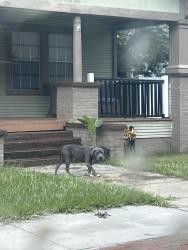 Found/Stray Male Dog last seen West Alfred street, Tampa, FL 33603