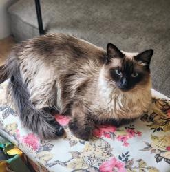Reunited Female Cat last seen La Palma and Imperial Hwy, Anaheim, CA 92807
