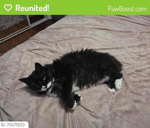 Reunited Male Cat last seen Prospect and morrow, Long Branch, NJ 07740
