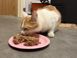 Found/Stray Unknown Cat last seen Keystone/Newyork, Indianapolis, IN 46201