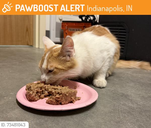 Found/Stray Unknown Cat last seen Keystone/Newyork, Indianapolis, IN 46201