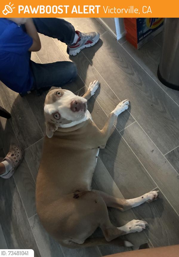 Found/Stray Female Dog last seen Mojave Vista Elementary school, Victorville, CA 92307