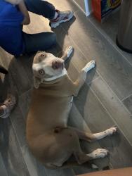 Found/Stray Female Dog last seen Mojave Vista Elementary school, Victorville, CA 92307