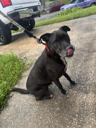 Reunited Female Dog last seen Oakland and camelia, Sanford, FL 32773