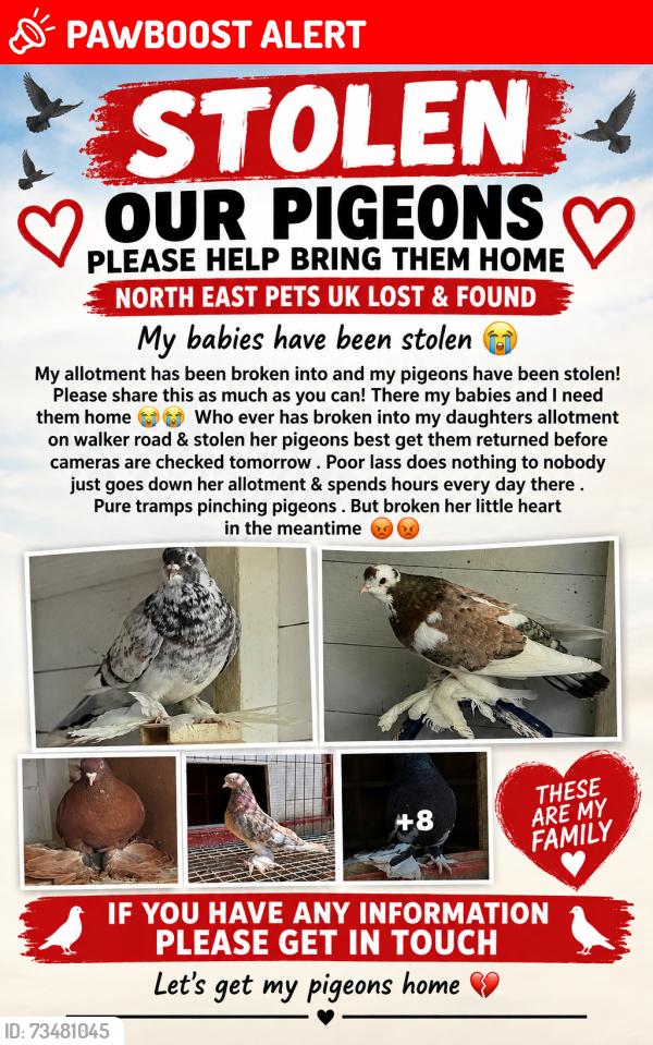 Lost Male Bird last seen Walker road, Tyne and Wear, England 