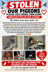 Lost Male Bird last seen Walker road, Tyne and Wear, England 