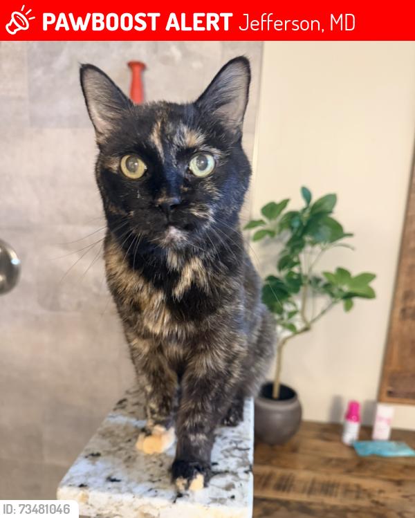 Lost Female Cat last seen Near Fry Rd, Jefferson, MD 21755