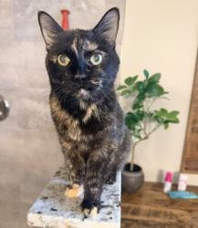 Lost Female Cat last seen Near Fry Rd, Jefferson, MD 21755