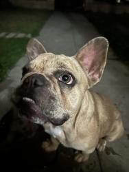 Reunited Female Dog last seen Mt Vernon and 7th street, San Bernardino, CA 92401