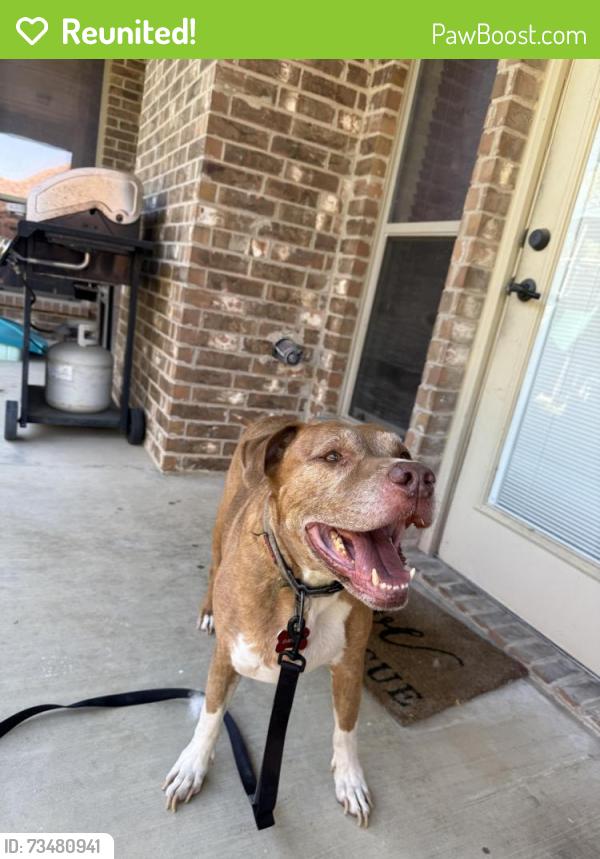 Reunited Male Dog last seen Greenfield elementary, Fort Worth, TX 76179