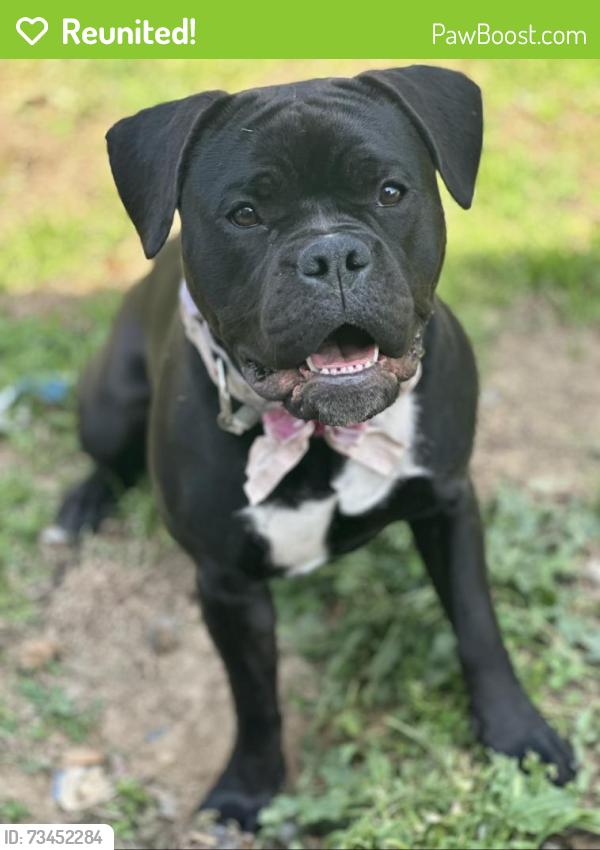Reunited Female Dog last seen Huntington Forest, Gastonia, NC 28056