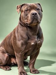Shelter Stray Male Dog last seen Near BLOCK N MYRTLE AVE, 2020 Forest St, Jacksonville, FL 32204, USA