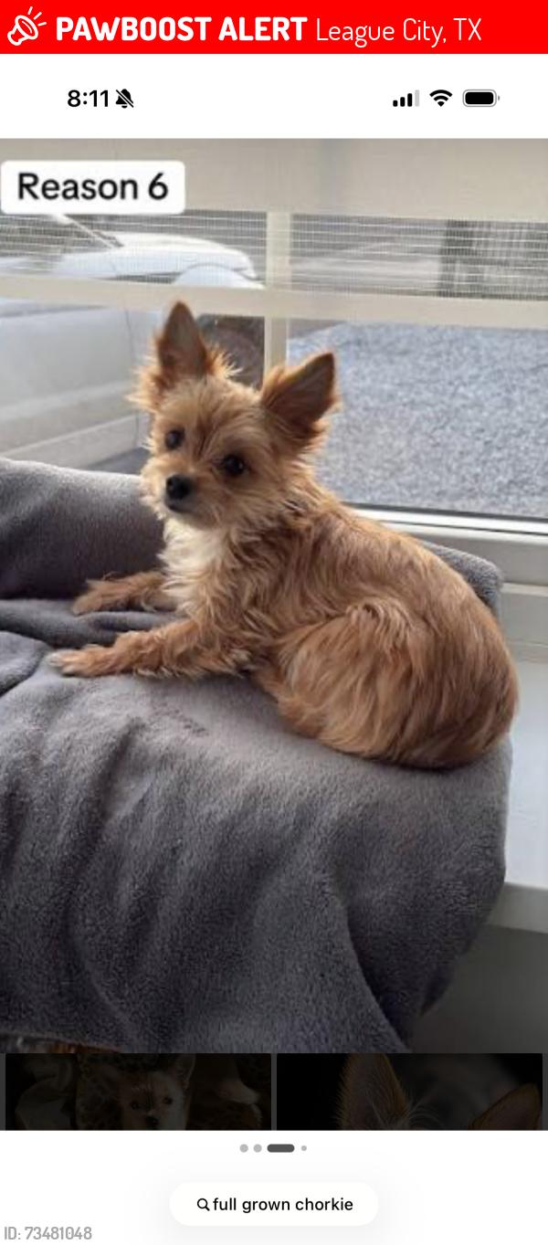Lost Female Dog last seen Hobbs and calder rd, League City, TX 77573