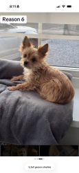 Lost Female Dog last seen Hobbs and calder rd, League City, TX 77573