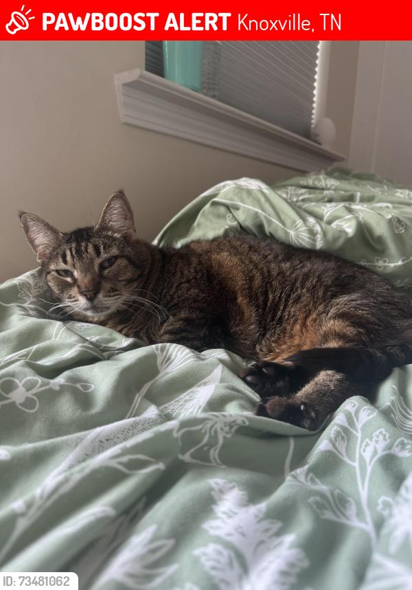 Lost Male Cat last seen Weigel’s, Knoxville, TN 37923