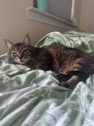Lost Male Cat last seen Weigel’s, Knoxville, TN 37923