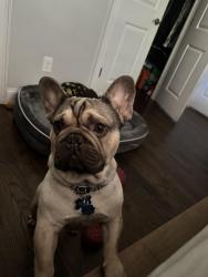 Reunited Male Dog last seen Bouldercrest rd, Atlanta, GA 30316