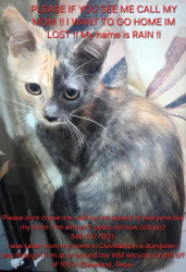 Lost Female Cat last seen Near near the Waist Management, Cleveland, TX 77327