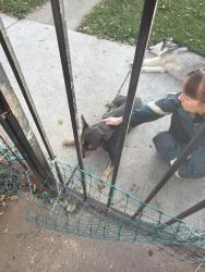 Found/Stray Male Dog last seen Orr high school, Chicago, IL 60651