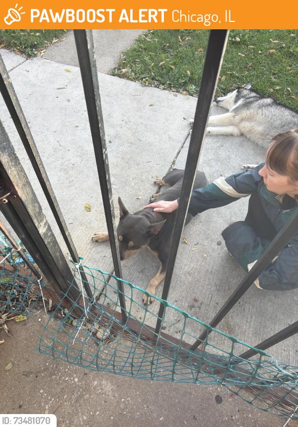 Found/Stray Male Dog last seen Orr high school, Chicago, IL 60651