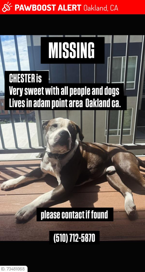 Lost Male Dog last seen Near Euclid Ave Oakland, CA 94610 United States, Oakland, CA 94610