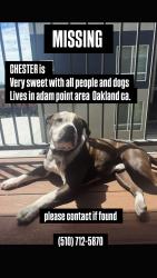 Lost Male Dog last seen Near Euclid Ave Oakland, CA 94610 United States, Oakland, CA 94610
