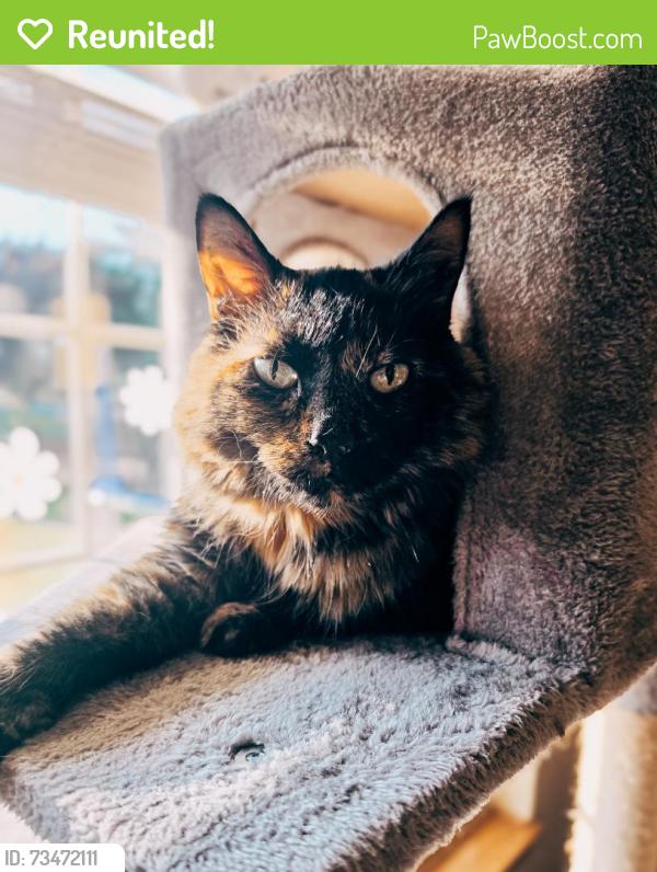 Reunited Female Cat last seen Market and Chelsea Drive, Elkhorn, WI 53121