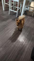Found/Stray Male Dog last seen Vance st, North Richland Hills, TX 76180