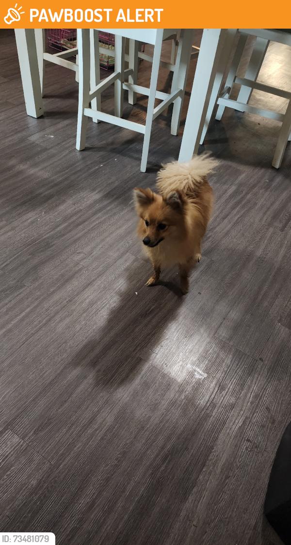 Found/Stray Male Dog last seen Vance st, North Richland Hills, TX 76180
