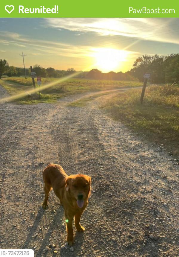 Reunited Male Dog last seen Calvary Road, Willis, TX 77318