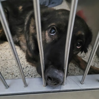 Shelter Stray Female Dog last seen Coppock Dr, Memphis, TN, 935 Farm Rd, Memphis, TN 38134, USA