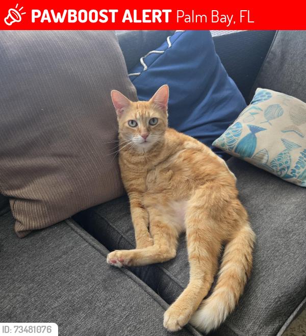 Lost Male Cat last seen Near CHAMPIONS DR NE, Palm Bay, FL 32905