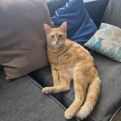Lost Male Cat last seen Near CHAMPIONS DR NE, Palm Bay, FL 32905