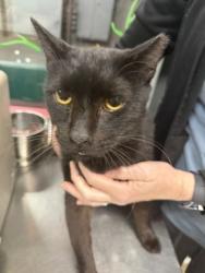 Shelter Stray Male Cat last seen Highway 81 S 29684, Anderson County, SC, 1320 US-29, Anderson, SC 29626, USA