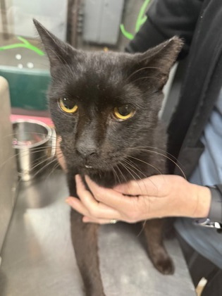 Shelter Stray Male Cat last seen Highway 81 S 29684, Anderson County, SC, 1320 US-29, Anderson, SC 29626, USA