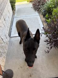 Found/Stray Male Dog last seen Mavera subdivision Rustic Moon and Canary Ledge, Conroe, TX 77302