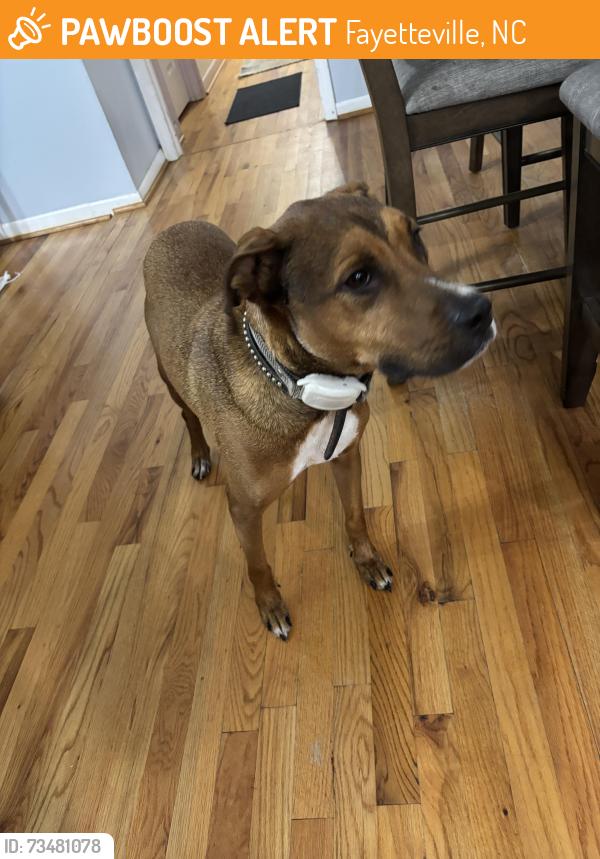 Found/Stray Male Dog last seen King Rd. Fayetteville, NC, Fayetteville, NC 28306