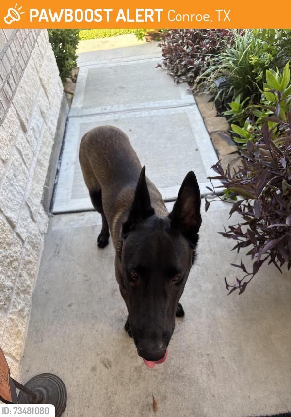 Found/Stray Male Dog last seen Mavera subdivision Rustic Moon and Canary Ledge, Conroe, TX 77302