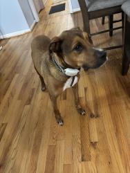 Found/Stray Male Dog last seen King Rd. Fayetteville, NC, Fayetteville, NC 28306