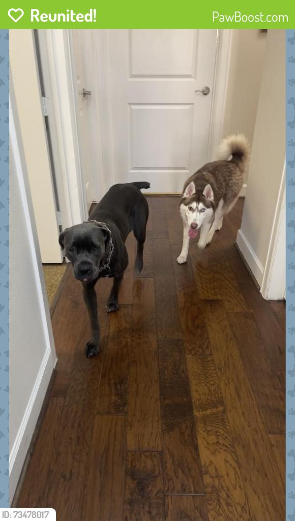 Reunited Male Dog last seen Egypt Ln, near Research Forest Dr (close to the Target and Home Depot), The Woodlands, TX 77534